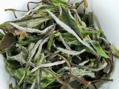 福建新茶福鼎白茶样品 白毫银针 白牡丹 白茶散装批发图4