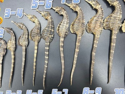 【全规格批发】正宗源头工厂海马干非中药材泡酒煲汤料滋补供货图4