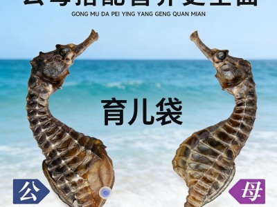 【全规格批发】正宗源头工厂海马干非中药材泡酒煲汤料滋补供货图3