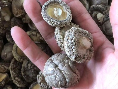 西峡冬菇3至4cm香菇干货肉厚无根新鲜干香菇细选冬菇小蘑菇批发图2