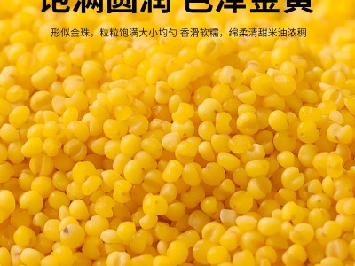 德伟有机小米1kg农家黑土香糯小米五谷杂粮东北黑土地黄金小米粥图3