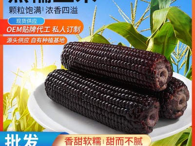 东北特产甜糯黑糯玉米苞米黑玉米260克早餐真空包装黑玉米软糯黏图5
