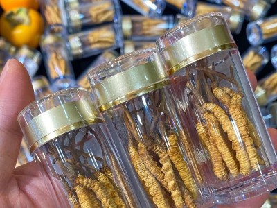 西藏那曲高海拔冬虫夏草虫草瓶装6根装足干10根冬虫夏草自吃虫草图2