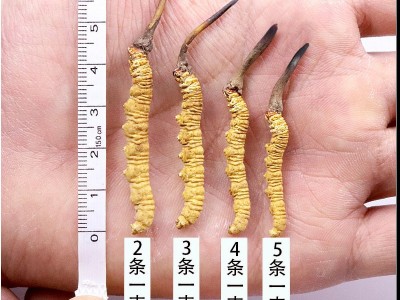 西藏那曲高海拔冬虫夏草虫草瓶装6根装足干10根冬虫夏草自吃虫草图4