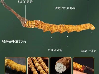 西藏那曲冬虫夏草干货虫草礼盒装冻干精选足干送礼高营养图2