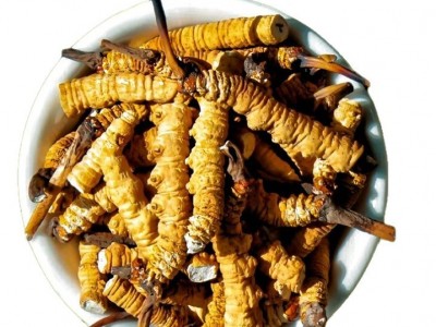 冬虫夏草断草纯肉体批发零售各种规格那曲正品虫草草本大断草自用图2