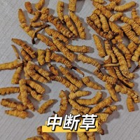 冬虫夏草断草纯肉体批发零售各种规格那曲正品虫草草本大断草自用
