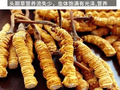 冬虫夏草断草纯肉体批发零售各种规格那曲正品虫草草本大断草自用图4
