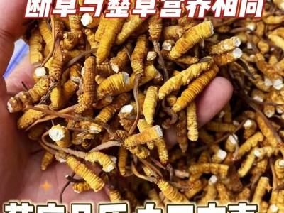 冬虫夏草断草纯肉体批发零售各种规格那曲正品虫草草本大断草自用图5