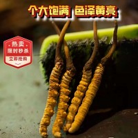 冬虫夏草正品2根/克西藏那曲精品干虫草源头厂家全国批发一件代发