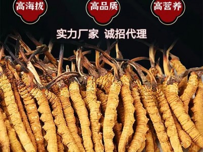 冬虫夏草正品2根/克西藏那曲精品干虫草源头厂家全国批发一件代发图2