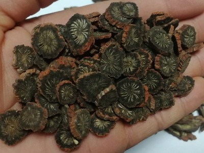 批发中药材丹参各种规格新货黑茬发汗花草茶紫丹参粉大片养生草图5
