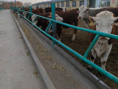 西门塔尔牛犊 牛苗基地 屠宰肉牛活牛市场行情图4