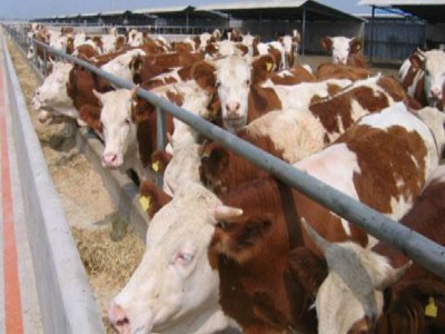 山西改良肉牛养殖场出售西门塔尔小牛3—6个月牛犊子二岁母牛图3