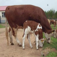 山西改良肉牛养殖场出售西门塔尔小牛3—6个月牛犊子二岁母牛
