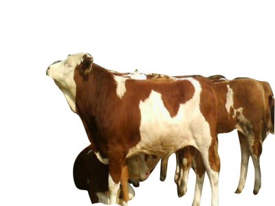 山西改良肉牛养殖场出售西门塔尔小牛3—6个月牛犊子二岁母牛图5