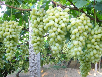 新疆特产吐鲁番葡萄干 绿黄葡萄干 免洗无核葡萄干 整箱散装批发图4
