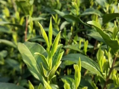 茶叶绿茶雨后龙井茶代发专区不同规格多个等级一件代发工厂图4