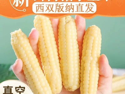 云南西双版纳拇指玉米即食早餐代餐新鲜傣家甜香糯迷你手指小玉米图1