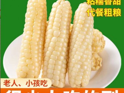 云南西双版纳拇指玉米即食早餐代餐新鲜傣家甜香糯迷你手指小玉米图4
