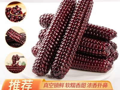 云南西双版纳拇指小玉米香甜软糯鲜真空包装白糯玉米即食代餐粗粮图4