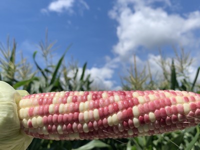 云南香糯小玉米西双版纳品种甜糯玉米真空甜玉米棒粗粮即食玉米图2