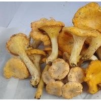 野生鸡油菌 5公斤