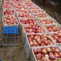 洛川红富士75mm一级果  10吨