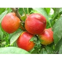 丽春油桃-早熟油桃-耐运输甜油桃品种 5000公斤