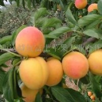 金太阳杏 面议