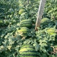 供应甜王西瓜 辽宁凌海西瓜代办 甜王西瓜代办代发 20000斤