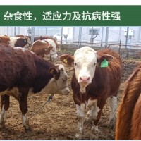 厂家直供 西门塔尔牛 小牛犊 肉牛 可预定 开鲁振发养殖场