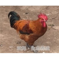 平凉土鸡苗批发品牌麻鸡 面议