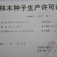 河北樱桃苗石家庄樱桃苗赞皇樱桃苗鲍家滩樱桃苗满山红  100株