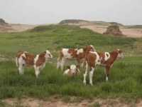 zgw8602110934033 (2)