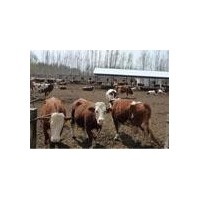 西门塔尔肉牛  10头