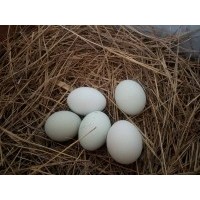 纯散养绿皮鸡蛋 7盒