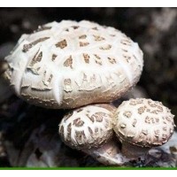 秦农合作社大量供应新鲜香菇，各种花菇 面议