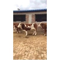 西门塔尔肉牛  10头