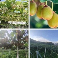 陕西绿心猕猴桃 徐香猕猴桃/奇异果 果园直供 10箱
