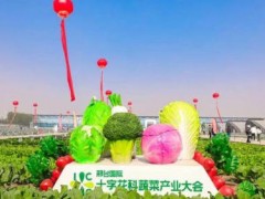 千余品种竞秀！折射十字花科产业新趋势